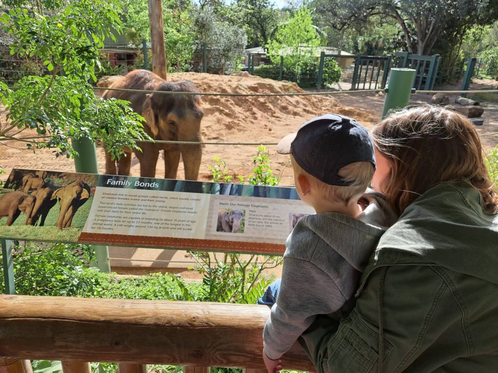 Looking at Mummy's favourite animal at the Perth Zoo