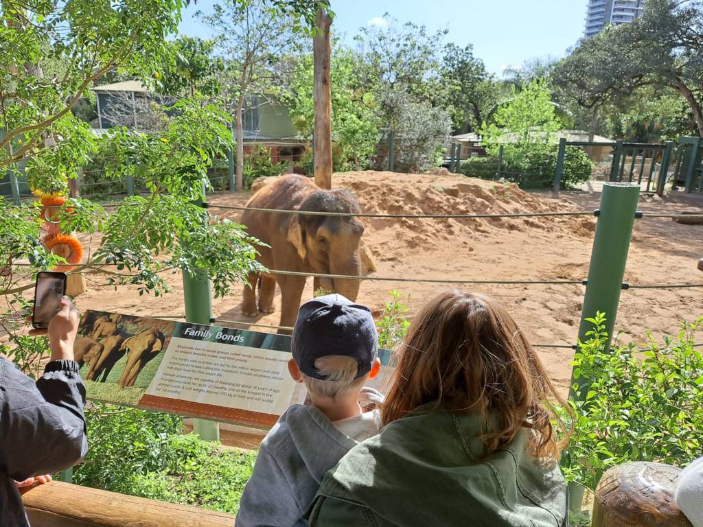 He calls her, "Grandma Elephant", because she's the same age as Grandma (pretty impressive)!